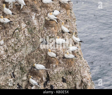 Nesting Gannets and other seabirds on a cliff in coastal Northern UK Stock Photo