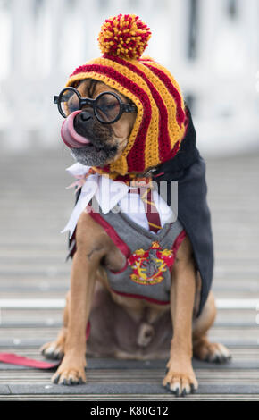 Ralph the dog seen dressed as Harry Potter at Mermaid Quay, Cardiff Bay, Wales, during a Friends of the Dogs charity event. Stock Photo