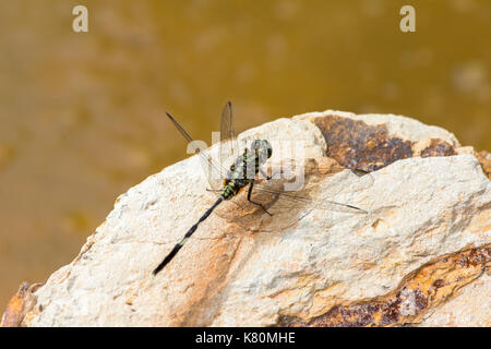 Dragonfly on rock background Stock Photo