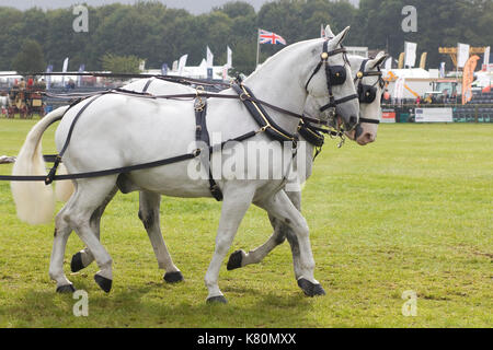 horses drawing a Victorian 8 seater Omnibus Carriage Stock Photo - Alamy