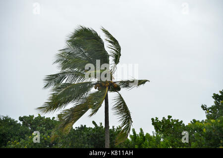 NEW YORK DALLIES OUT DAVIE, FL - SEPTEMBER 09: (EXCLUSIVE COVERAGE) Effects of Extreme Category 5 Hurricane Irma start to hit Florida, Which Is The largest Storm In US History. Mandatory Curfews are being issued across South Florida as the region clears roads ahead of Hurricane Irma: 7 p.m. in Key Biscayne, 8 p.m. in North Miami Beach, 4 p.m. in Broward County, 7 p.m. in the city of Miami and 8 p.m. in Miami Beach. Key Biscayne issued a curfew starting 7 p.m. through 7 a.m. The first death in Florida was a Davie man who fell off his ladder putting up shutters on September 9, 2017 in Fort La Stock Photo