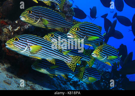 Shoal of oriental sweetlips fish (Plectorhinchus orientalis) underwater in the tropical  ocean Stock Photo