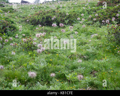 Alpine flower meadow after the rain in the Swiss alps (Ticino canton) Stock Photo