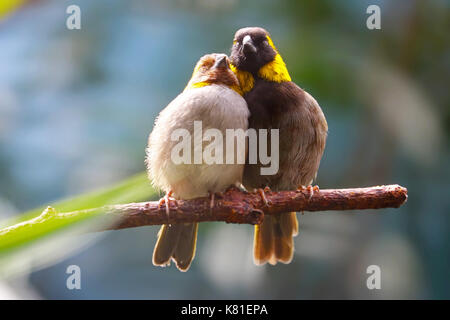 two cute cuban grassquits sitting tightly together side by side on a branch Stock Photo