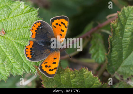 Small copper butterfly (Lycaena phlaeas) basking on bramble leaves Stock Photo