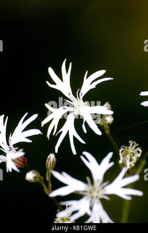 Deeply cut blooms of white Ragged Robin 'White Robin' (Lychnis flos-cuculi 'Alba') also called Cuckoo flower Stock Photo