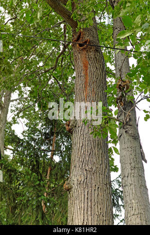 Summer foliage of the Native American Oak Trees occurs alongside diseased portions of the tree in Cleveland, Ohio, USA. Stock Photo