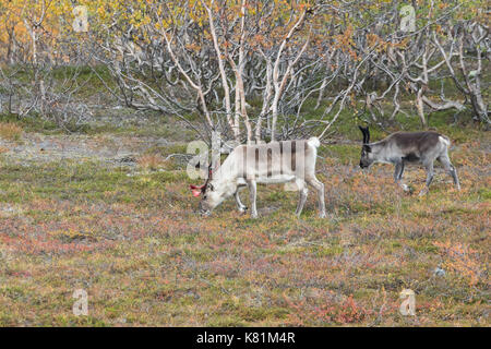 Reindeers at the mountain in Finnmark Norway with autumn colors Stock Photo