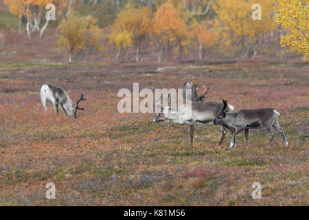 Reindeers at the mountain in Finnmark Norway with autumn colors Stock Photo