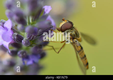 Hoverfly on flower Stock Photo