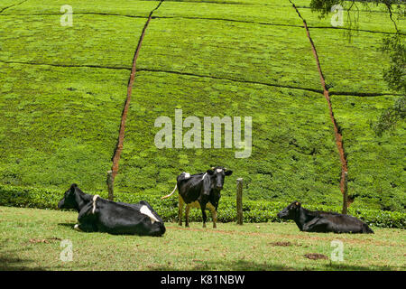 Cows in field with tea plantation shrubs on hill in background, Kenya Stock Photo