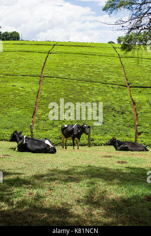 Cows in field with tea plantation shrubs on hill in background, Kenya Stock Photo