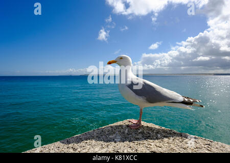 European herring gull (Larus argentatus), St Ives, Cornwall, England, Great Britain Stock Photo