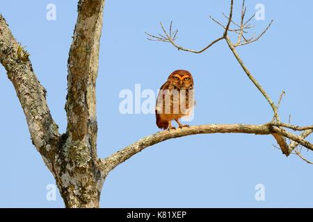 Burrowing owl (Athene cunicularia) on a dry tree, San Ignacio Mini, Misiones, Argentina Stock Photo