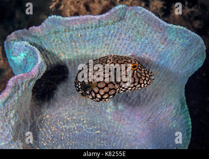 Juvenile map pufferfish seeks shelter inside bioluminescent vase sponge. Ambon, Indonesia. Stock Photo