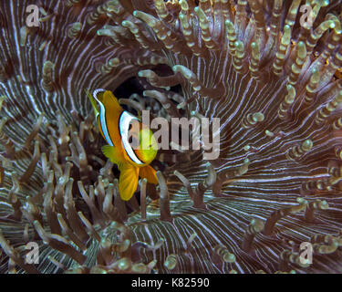 Two-banded clownfish (Amphiprion bicinctus) hovers over mouth of beaded-tentacle anemone (Heteractis aurora). Ambon, Indonesia. Stock Photo