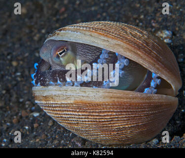 Coconut octopus (Amphioctopus marginatus) seeks refuge in an abandoned shell on the seafloor. Lembeh Straits, Indonesia. Stock Photo