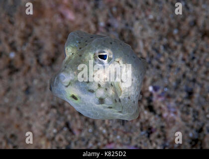 Close-up image of a juvenile yellow boxfish (Ostracion cubicus). Ambon, Indonesia. Stock Photo