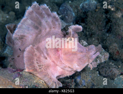 Paddle-flap scorpionfish (Rhinopias eschmeyeri). Ambon, Indonesia. Stock Photo