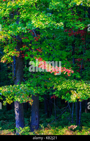 Wisconsin Maple Trees Wisconsin maple tree starting to turn colors in August, vertical Stock ...