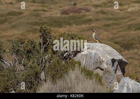 Andean Flicker (Colaptes rupicola), a type of woodpecker, in Lauca National Park, northern Chile. Stock Photo