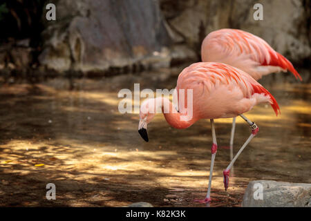 Greater flamingo Phoenicopterus ruber roseus is found in the lakes and lagoons in Africa, Asia, Central America and southern Europe.