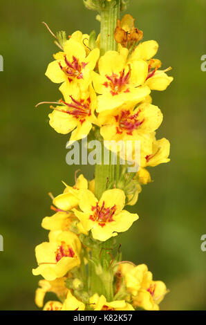 Aaron's Rod flower (Verbascum thapsus) Stock Photo