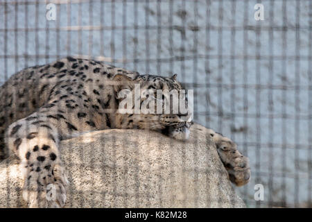 Snow leopard Panthera uncia found in the mountain ranges of China, Nepal and India. Stock Photo