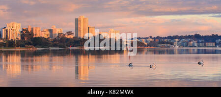 Australian pelicans on the Swan river in South Perth, Perth, Western Australia Stock Photo
