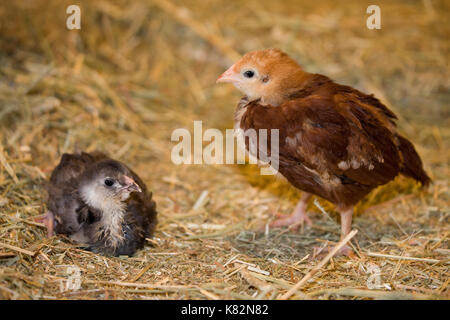 Rhode Island Red chick standing and Black Americana chick sitting on a hay bale at Baxter Barn in Fall City, Washington, USA Stock Photo