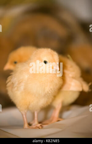 Two Buff Orpington chicks on white plastic, with a rabbit in the background, at Baxtor Barn farm in Fall City, WA Stock Photo