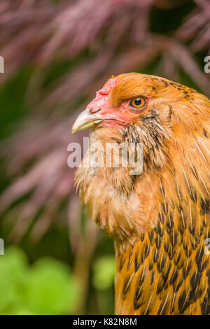 Ameraucana hen portrait in western Washington, USA Stock Photo