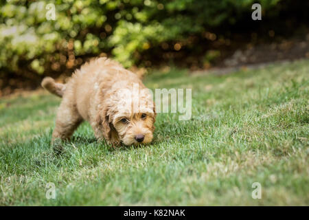 Eight week old Goldendoodle puppy 'Bella' sniffing the grass in Issaquah, Washington, USA Stock Photo