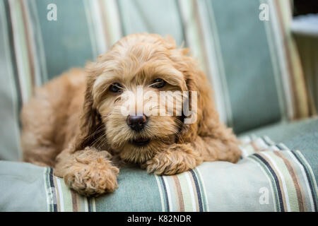 Eight week old Goldendoodle puppy 'Bella' reclining on a lawn chair in Issaquah, Washington, USA Stock Photo