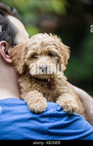 Twenty something man holding his eight week old Goldendoodle puppy 'Bella' in Issaquah, Washington, USA Stock Photo