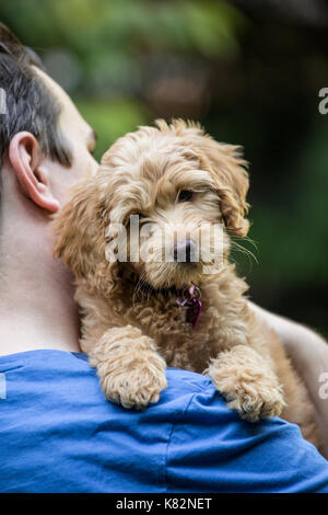 Twenty something man holding his eight week old Goldendoodle puppy 'Bella' in Issaquah, Washington, USA Stock Photo