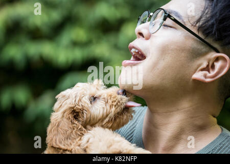 Eight week old Goldendoodle puppy 'Bella' playfully licking / kissing her owner, in Issaquah, Washington, USA Stock Photo