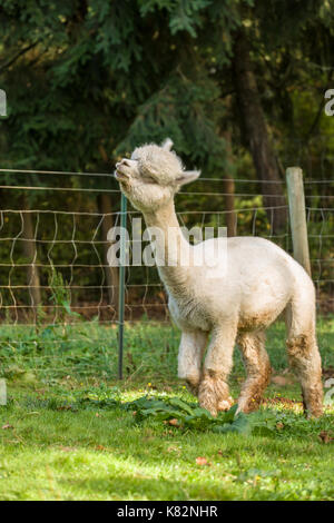 Alpaca at the Cascade Alpacas and Foothills Yarn & Fiber farm near Hood River, Oregon, USA.  This is stop # 15 on the 2014 Fruit Loop. Stock Photo