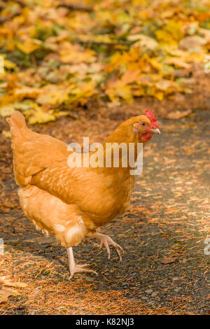 Free-ranging Buff Orpington chicken in western Washington, USA Stock Photo