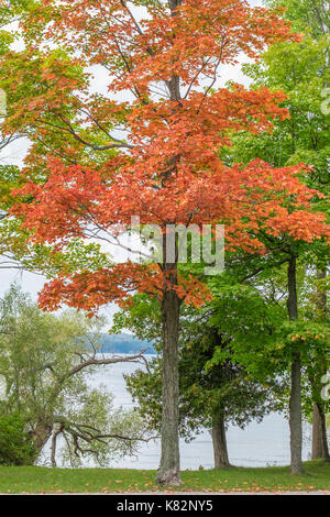 Colourful autumn sugar maple tree (Acer saccharum) agaist green leaves in Tudhope Park in Orillia Ontario Canada. Stock Photo