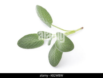 Fresh Baghdad Sage Isolated on White Background in Full Depth of Field with Clipping Path. Stock Photo