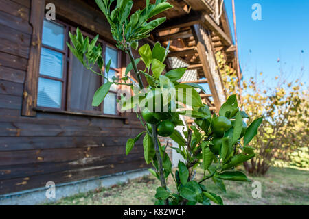 Orange mandarin citrus plant in front of the village house. Tangerine Spanish tree Stock Photo