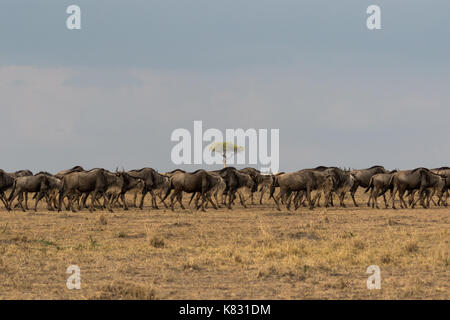 The Great Migration - a train of Wilderbeast make their way across the Masai Mara in Kenya  from the Serengeti in Tanzania Stock Photo