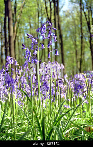 Bluebells in a Hampshire beech woods at springtime, England Stock Photo
