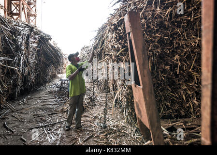 A factory worker arranges and checks the sugarcane pieces at the receiving and unloading section of Tasikmadu Sugar Mill in Central Java, Indonesia. Stock Photo