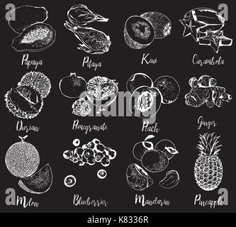 Collection of fruits and berries in hand drawn graphics.   Stock Vector