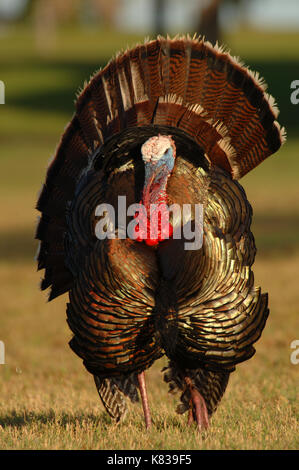 A turkey gobbler strutting for hens during the spring mating season in ...