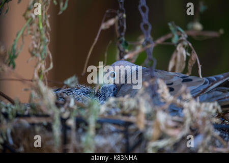 Mourning Dove (zenaida macroura) feeding her chicks with 'crop milk' while nesting in a hanging basket in Southern California USA Stock Photo