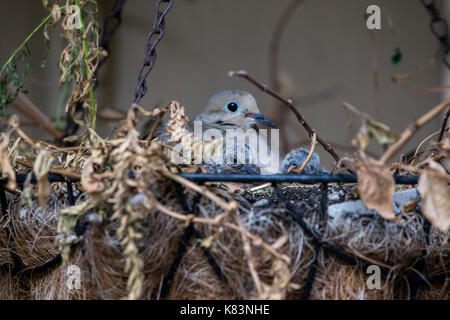 Mourning Dove (zenaida macroura) with chicks nesting in a hanging basket in Southern California USA Stock Photo