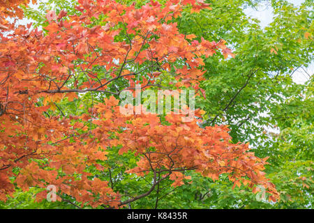 Sugar maple (Acer saccharum) display their vivid autumn colours in Tudhope Park in Orillia Ontario Canada. Stock Photo